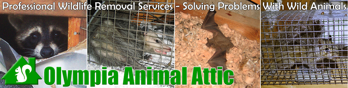Olympia Animal Attic